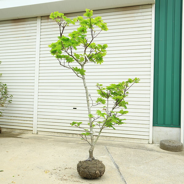 特撰庭木・植木：イタヤもみじ（青板屋モミジ）イタヤカエデ 槭樹 現品区分け 佐川急便送りとどける