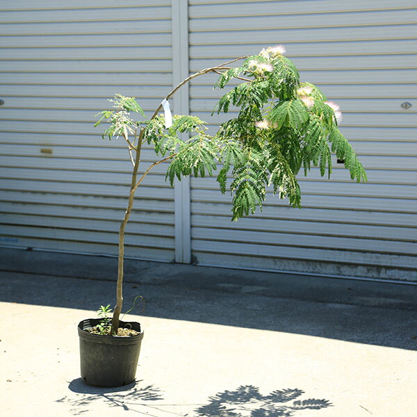 庭木・植木：斑入りネムノキ（斑入り合歓)　現品限り　全高130ｃｍ*　佐川急便発送｜遊恵盆栽　店