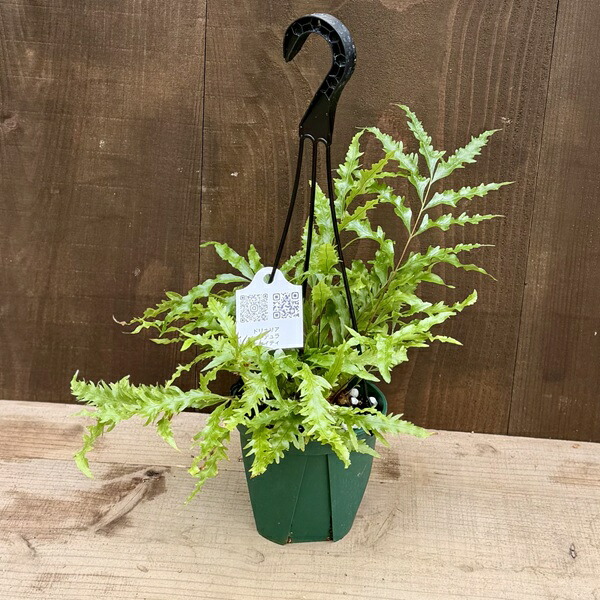 ドリナリア フロリダ 吊り シダ 楽天市場】シダ植物 観葉植物：ドリナリア リギデュラ ホワイティ*5号