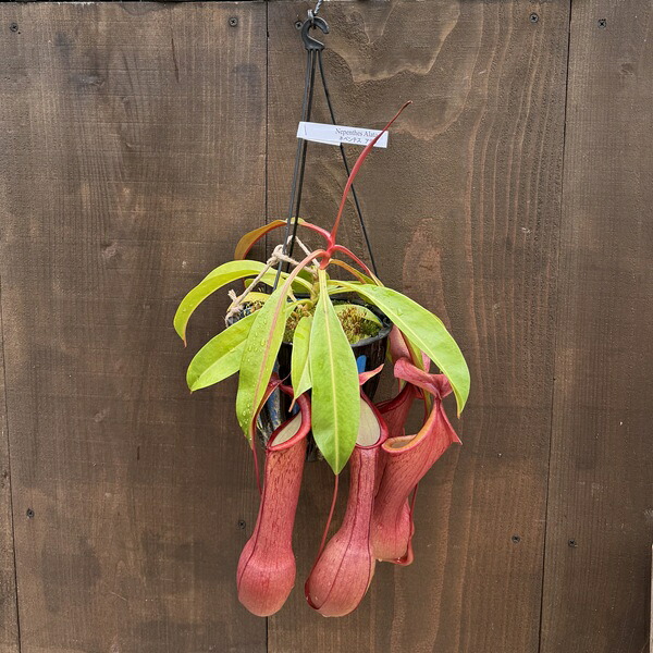 希少品種 観葉植物 食虫植物：ウツボカズラ ネペンテス アラータ hyb*5号 吊り鉢
