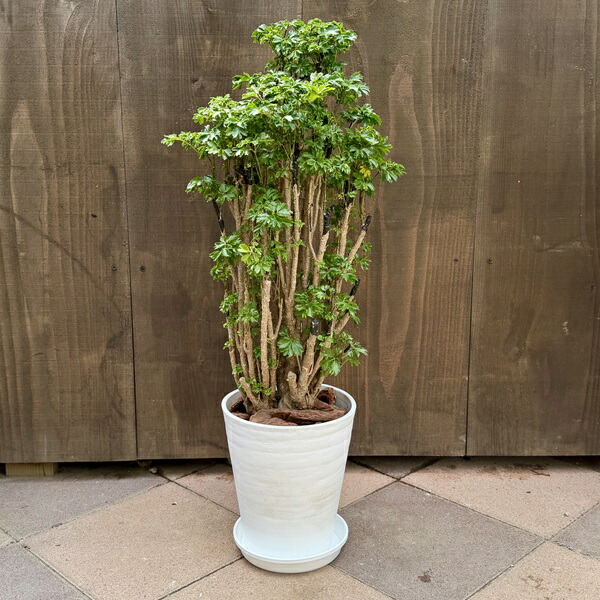 観葉草木：ポリシャス ロベル*7号セラアート鉢 受皿付 バークチップ飾り付け 花・観葉植物-花・ガーデン・DIY