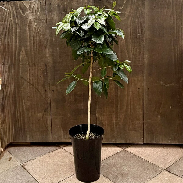 楽天市場】ミニ観葉植物 コーヒーの木 9cmポット【 2個セット 