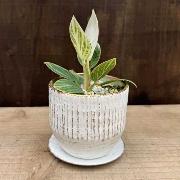 観葉植物：フィロデンドロン ミニ バーキン 鉢植え*受皿付 ホワイトゴールド鉢
