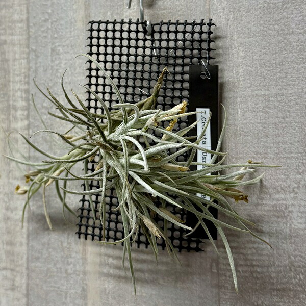 観葉植物 エアープランツ：チランジア　クロカータxウスネオイデス ハイブリッド*