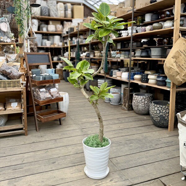 観葉草木：フィカス アルテシーマ 鉢植え*プラ受皿 大型ヤマト便