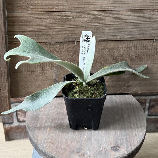 観葉草木：ウィリンキー ボゴール 旦那スーダン共和国 SP株*ビカクシダ 蚊食い鳥幽客 P. willinckii \u0027Bogor\u0027 Mr. Suddan spore 花・ガーデン・DIY-観葉植物