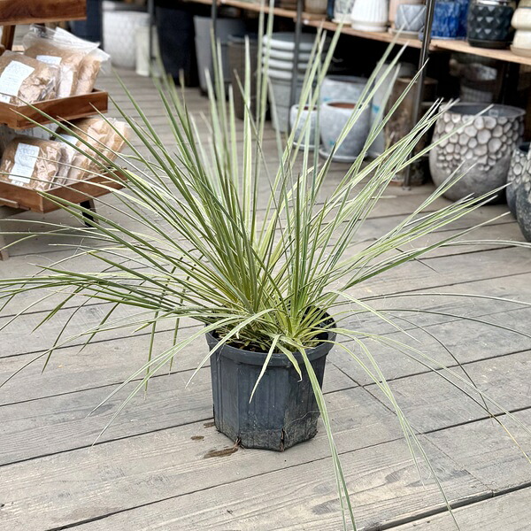 楽天市場】おしゃれ 観葉植物：斑入りユッカ グロリオサ