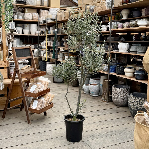 楽天市場】おしゃれ 観葉植物：オリーブの木 シプレッシーノ 8号*現品1