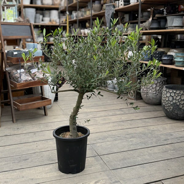今めかしい 観葉草木：オリーブの木 ネバディロブロンコ 8号*現品22番 SOUJU 創樹 そうじゅ NevadilloBlanco 大型ヤマト便