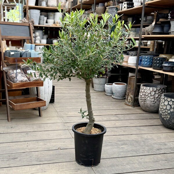 今めかしい 観葉草木：オリーブの木 ネバディロブロンコ 8号*現品23番 SOUJU 創樹 そうじゅ NevadilloBlanco 大型ヤマト便