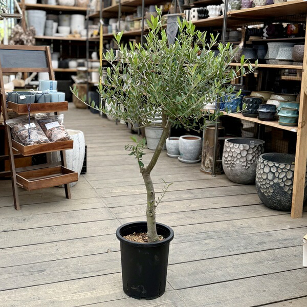 今めかしい 観葉草木：オリーブの木 ネバディロブロンコ 8号*現品24番 SOUJU 創樹 そうじゅ NevadilloBlanco 大型ヤマト便