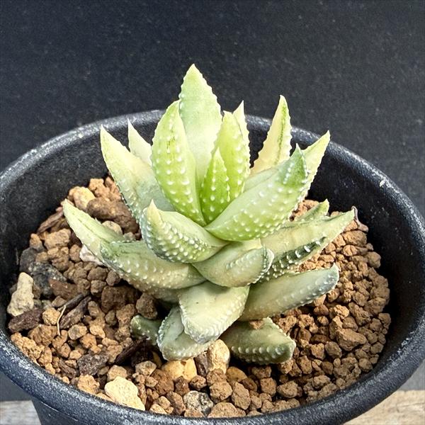 楽天市場】多肉植物：ハオルチア 万象*幅4.5cm 現品！一品限り