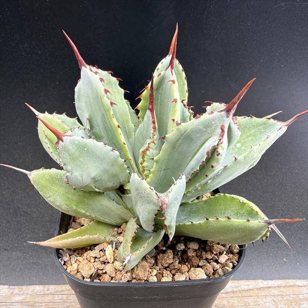 多肉植物：アガベ ポタトルム キュービック錦*幅10ｃｍ 現品！一皿分の料理区分線 花・ガーデン・DIY-花・観葉植物-観葉植物