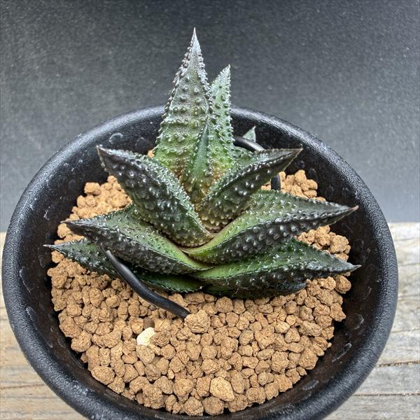 多肉植物：ハオルチア　ワイドニグラ*幅4.5ｃｍ　現品！一品限り｜遊恵盆栽　店