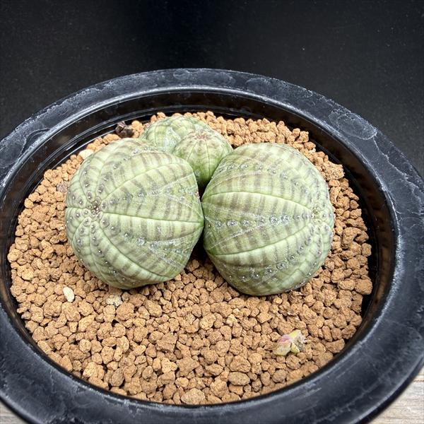 コーデックス：ユーフォルビア オベサ 群生*幅6.5ｃｍ 現品！一皿分の料理区分線 観葉植物-花・ガーデン・DIY