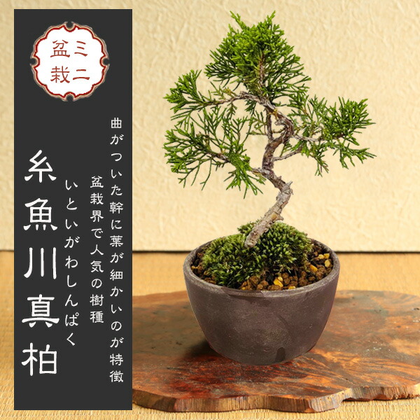 値下げ中のバナナ【プロフ必読】　糸魚川真柏10本 楽天市場】糸魚川真柏 ポット苗 しんぱく : 園芸百貨店何でも揃うこ