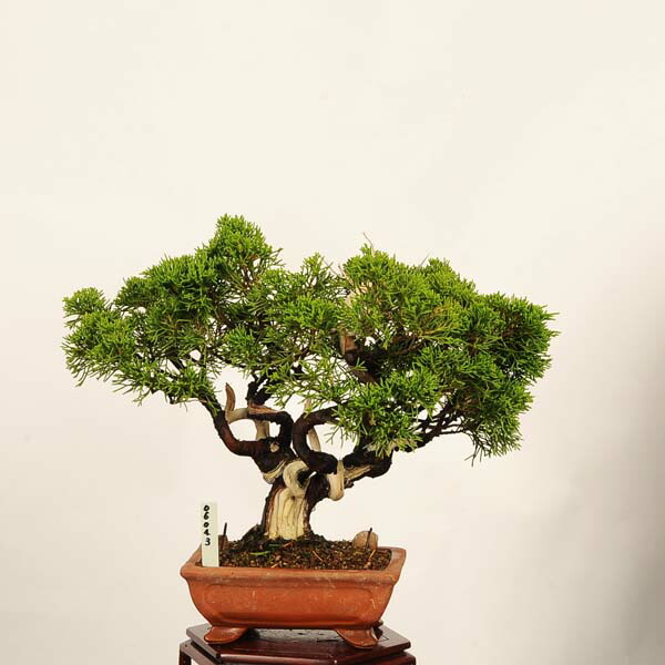 盆栽:特選糸魚川真柏 *現品 一点物 しんぱく シンパク Sabina chinesis Shinpaku bonsai 小品盆栽|遊恵盆栽 店