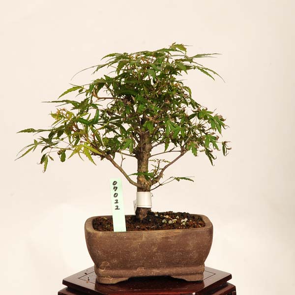 盆栽：長良川紅葉　現品*一点物 もみじ　ナガラガワモミジ　Momiji bonsai 小品盆栽｜遊恵盆栽　店