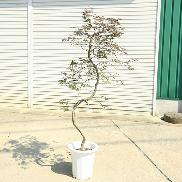 特選庭木・植木:紅しだれモミジ(紅枝垂れ)全高約150cm* そのまま置ける大ポット 佐川急便発送 現品限り!|遊恵盆栽 店