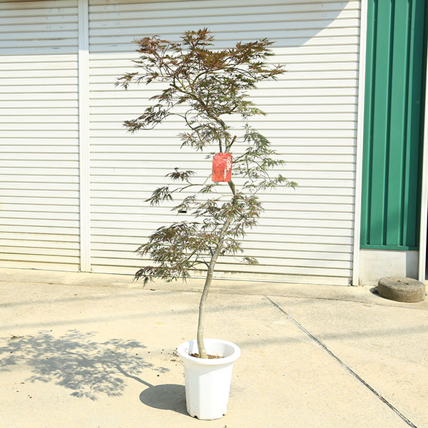特選庭木・植木：紅しだれモミジ（紅枝垂れ）全高約150ｃｍ*　そのまま置ける大ポット　佐川急便発送　現品限り！｜遊恵盆栽　店
