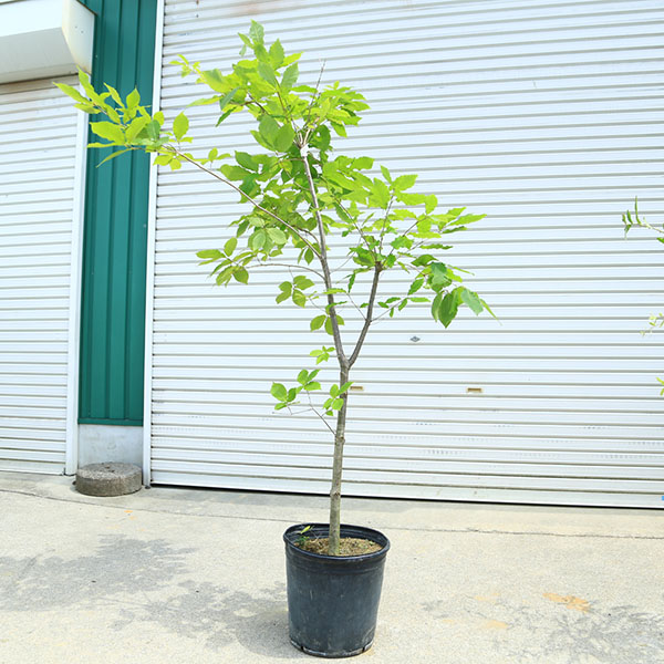 庭木・植木：コナラ（こなら）一本立ち　現品限り！＊どんぐり　ドングリ　樹高：約160ｃｍ　全高180ｃｍ　佐川急便発送｜遊恵盆栽　店 13,090円