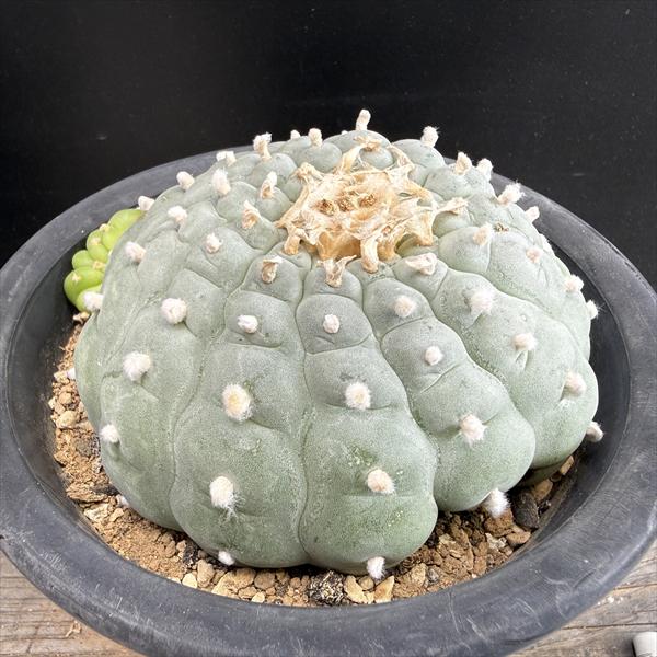 サボテン　エスポストア　ナナ　３号 楽天市場】サボテン：エスポストア ナナ（幻楽系）実生*幅4cm : 遊恵