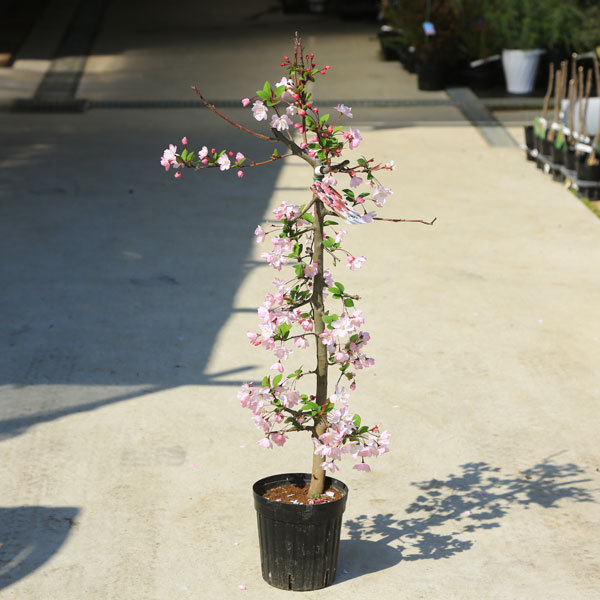 楽天市場 送料無料 庭木 植木 花海棠 ハナカイドウ かいどう桜 はなかいどう 遊恵盆栽 楽天市場店