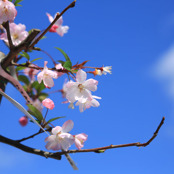 楽天市場 送料無料 庭木 植木 花海棠 ハナカイドウ かいどう桜 はなかいどう 遊恵盆栽 楽天市場店