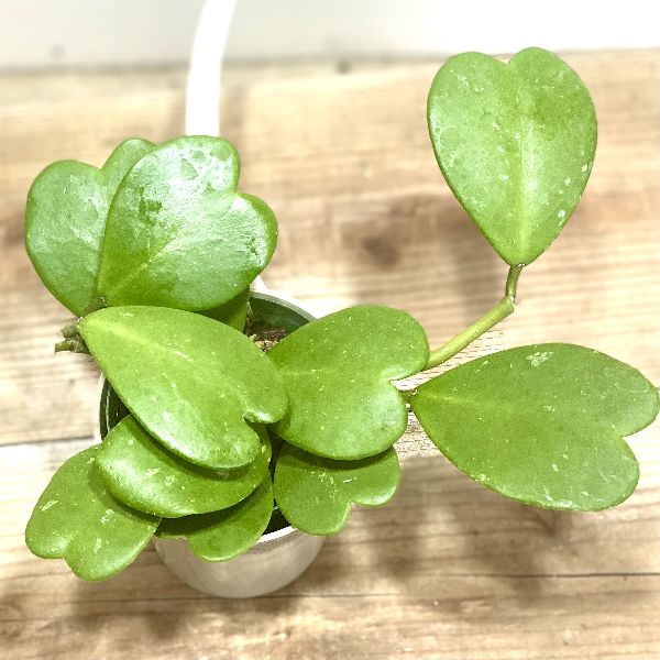 楽天市場 おしゃれ 観葉植物 ハートホヤ カーリー バリエガータ プラポット ラブハート 遊恵盆栽 楽天市場店 楽天市場 おしゃれ 観葉植物 ハートホヤ カーリー バリエガータ プラポット ラブハート 遊恵盆栽 楽天市場店