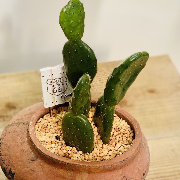 観葉草木 ウチワサボテン テラコッタパターン頭骨 ピックお傍 Nobhillmusic Com