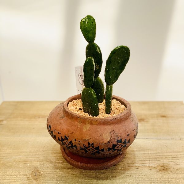 観葉草木 ウチワサボテン テラコッタパターン頭骨 ピックお傍 Nobhillmusic Com