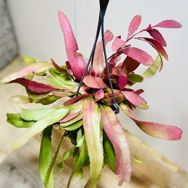 楽天市場 おしゃれ 観葉植物 リプサリス ラムローサ 4号 吊り鉢 遊恵盆栽 楽天市場店