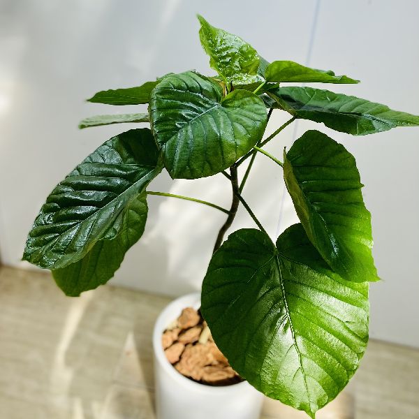 人気ブランドを 楽天市場 観葉植物 フィカス ウンベラータ 陶器鉢 バークチップ 遊恵盆栽 楽天市場店 高い品質 Www Trailconnections Com 人気ブランドを 楽天市場 観葉植物 フィカス ウンベラータ 陶器鉢 バークチップ 遊恵盆栽 楽天市場店 高い品質 Www Trailconnections Com