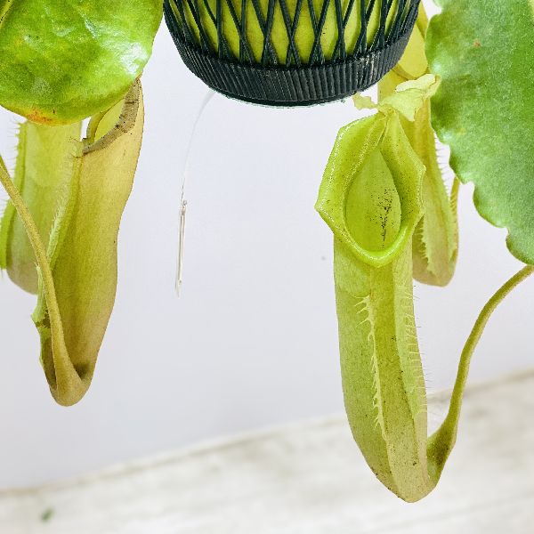 楽天市場 希少品種 観葉植物 食虫植物 ウツボカズラ ネペンテス マキシマグリーン 吊り鉢 5号 遊恵盆栽 楽天市場店