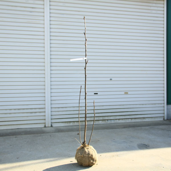 送料無料庭木 ナナカマド ななかまど 根巻花 観葉植物 樹高 約130cm 佐川急便発送送料無料 遊恵盆栽鉢花店 送料無料庭木 ナナカマド ななかまど 根巻花 観葉植物 樹高 約130cm 佐川急便発送送料無料 遊恵盆栽鉢花店