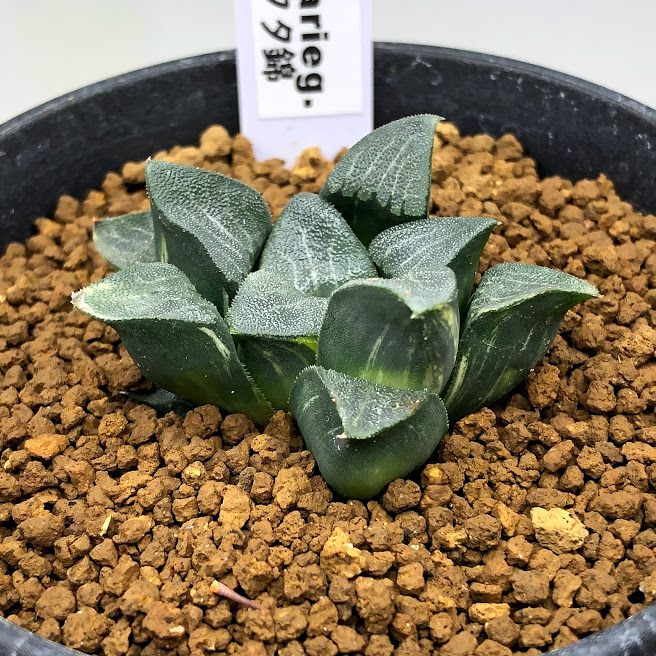 多肉植物 ハオルチア コレクター錦 横幅5 現物品 一つ品極め Marchesoni Com Br