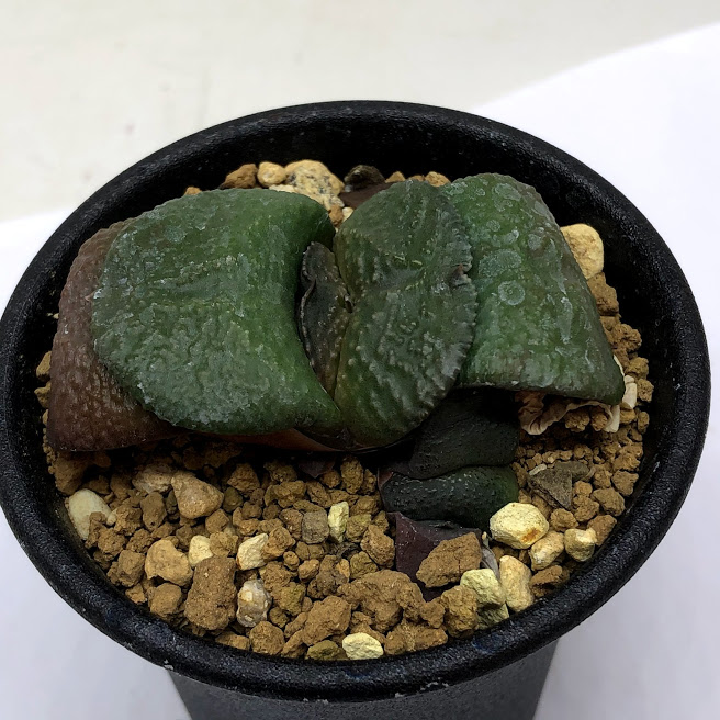 【楽天市場】多肉植物：ガステリア 臥牛*幅6.5ｃｍ 現品！一品限り : 遊恵盆栽 楽天市場店