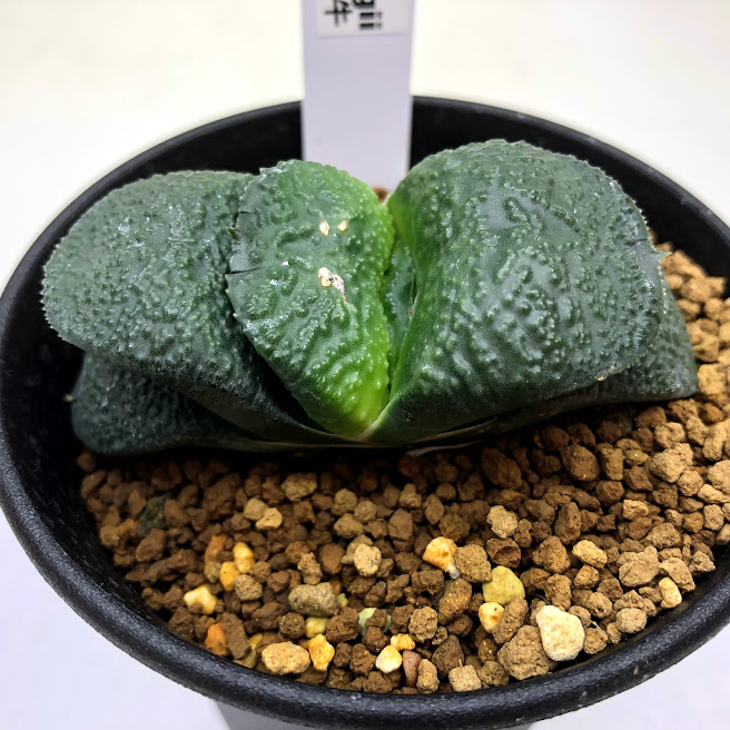 楽天市場】多肉植物：ガステリア 白肌特小型ダルマ臥牛*幅6ｃｍ : 遊恵盆栽 楽天市場店