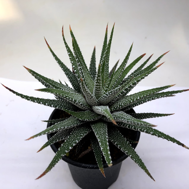 多肉植物 ハオルチア マツの氷結 領域12 Hotjobsafrica Org