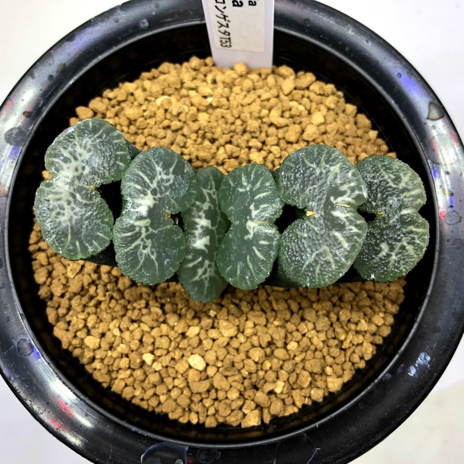 玉扇 Haworthia Atコンゲスタt53 幅6 5ｃｍ 現品 一品限り 遊恵盆栽 店 Truncata 花 観葉植物 観葉植物 多肉植物 ハオルチア 多肉植物 ハオルチア