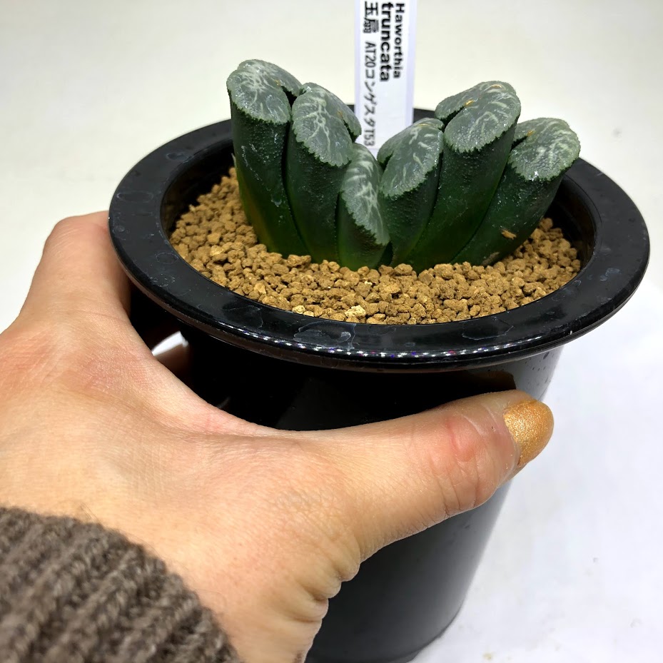 玉扇 Haworthia Atコンゲスタt53 幅6 5ｃｍ 現品 一品限り 遊恵盆栽 店 Truncata 花 観葉植物 観葉植物 多肉植物 ハオルチア 多肉植物 ハオルチア