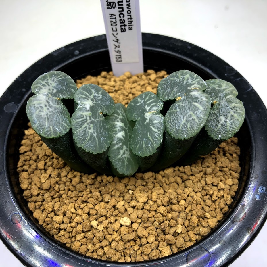 玉扇 Haworthia Atコンゲスタt53 幅6 5ｃｍ 現品 一品限り 遊恵盆栽 店 Truncata 花 観葉植物 観葉植物 多肉植物 ハオルチア 多肉植物 ハオルチア