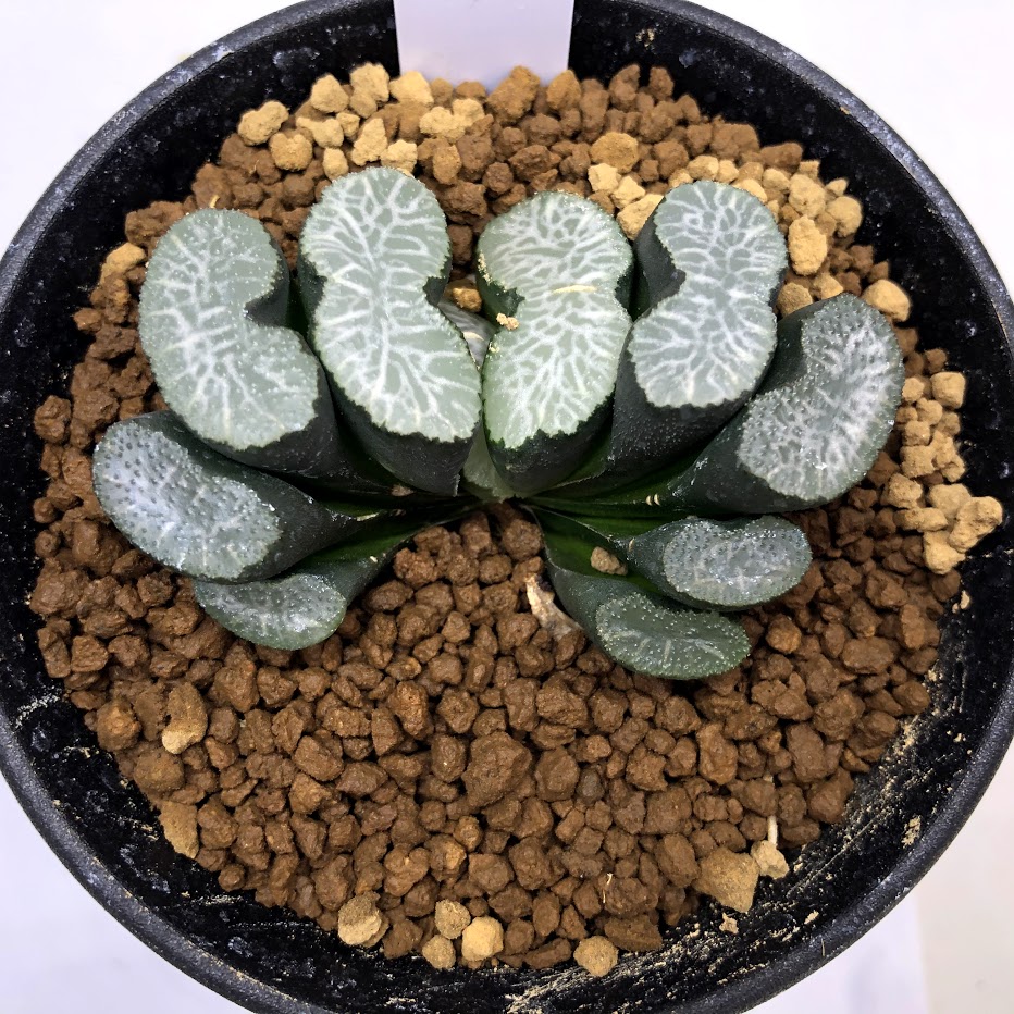 Haworthia 玉扇 幅6ｃｍ 花 観葉植物 現品 一品限り 遊恵盆栽 Truncata 店 観葉植物 多肉植物 ハオルチア