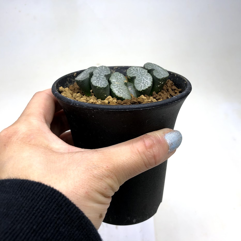 Haworthia 玉扇 幅6ｃｍ 花 観葉植物 現品 一品限り 遊恵盆栽 Truncata 店 観葉植物 多肉植物 ハオルチア