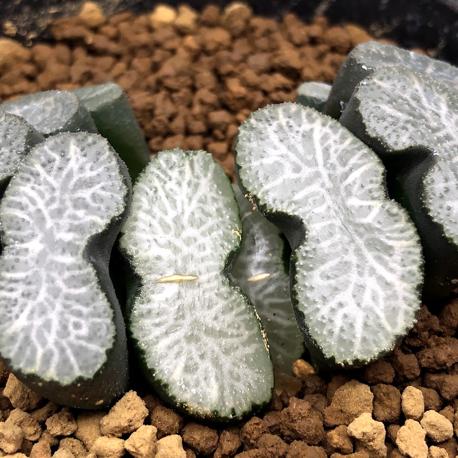 Haworthia 玉扇 幅6ｃｍ 花 観葉植物 現品 一品限り 遊恵盆栽 Truncata 店 観葉植物 多肉植物 ハオルチア