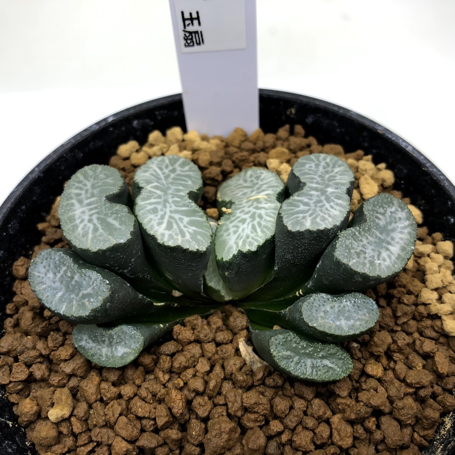 Haworthia 玉扇 幅6ｃｍ 花 観葉植物 現品 一品限り 遊恵盆栽 Truncata 店 観葉植物 多肉植物 ハオルチア