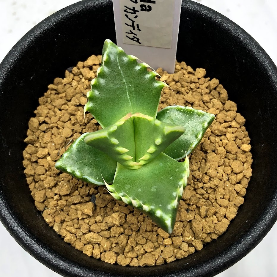 多肉植物 フォーカリア カンディダ 横幅4cm Hotjobsafrica Org