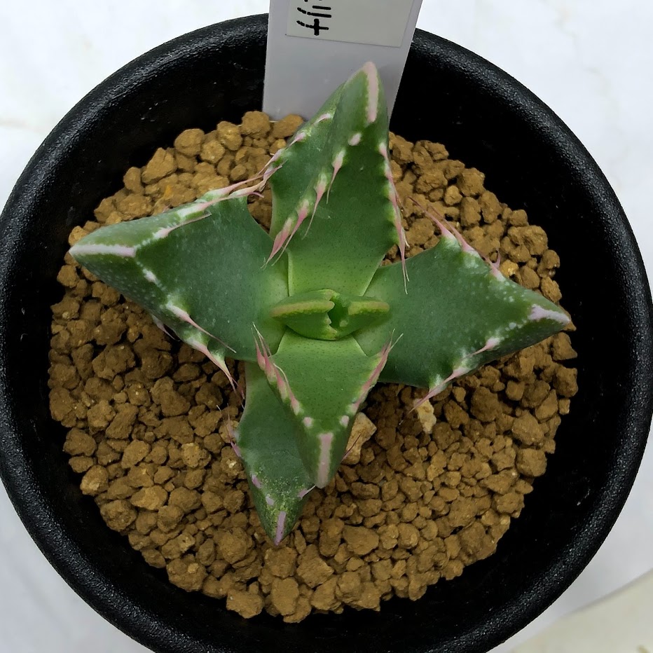 楽天市場 多肉植物 フォーカリア フェリナ 幅4cm 遊恵盆栽 楽天市場店