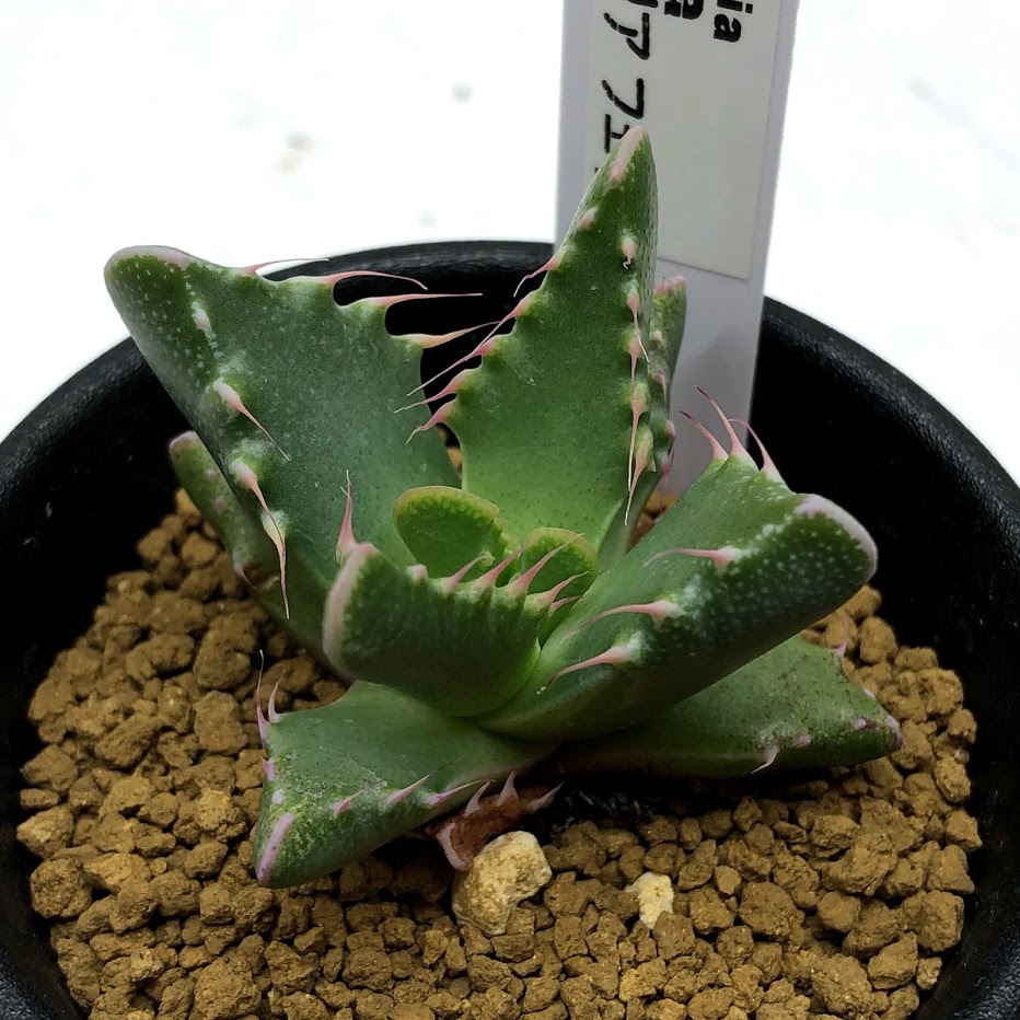 楽天市場 多肉植物 フォーカリア フェリナ 幅4cm 遊恵盆栽 楽天市場店