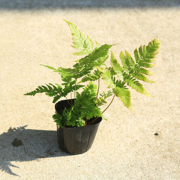 楽天市場 庭木 植木 苗木 ベニシダ Dryopteris Erythrosora グランドカバーなどにシダと言えばコレ 遊恵盆栽 楽天市場店